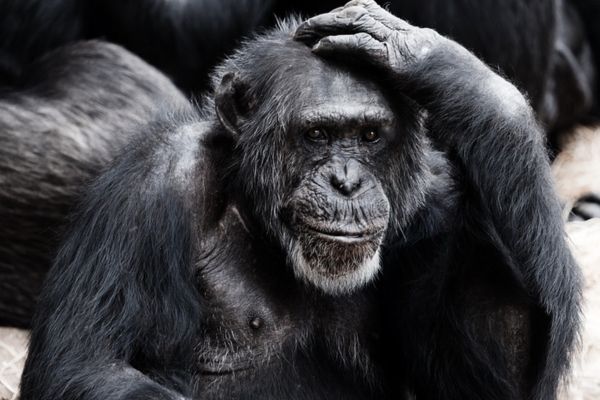 Scimpanzé con la mano sulla testa non sa come combattere lo stress