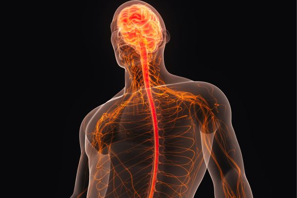 Cervello e sistema nervoso luminosi: capire le cause dello stress e modificare gli inout nel corpo e nella mente