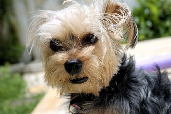 Cane arrabbiato non sa come calmarsi dal nervosismo