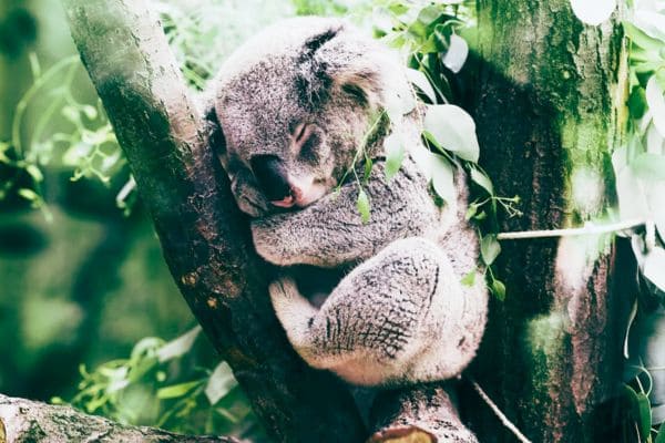 Koala che dorme sui rami: con esercizi di ginnastica respiratoria si può dormire come un ghiro